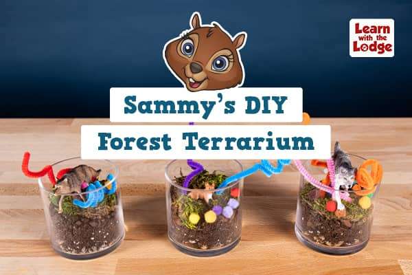 diy terrarium